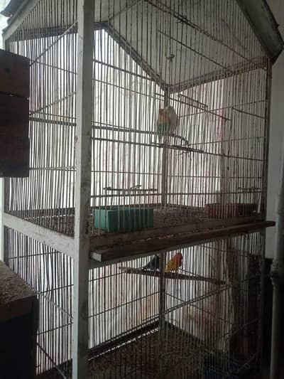 Parrots (Fishers and Par blue) with Cage for sale