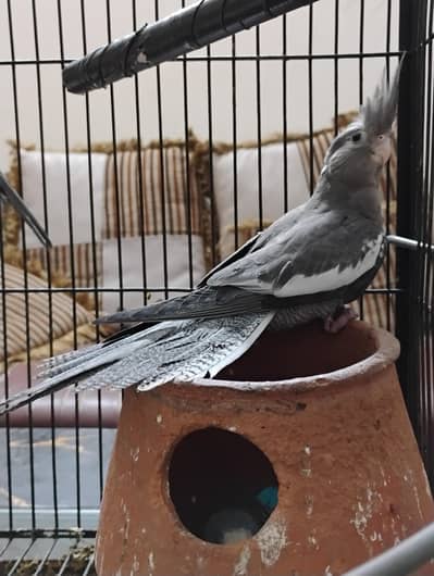 cocktail patha for sale