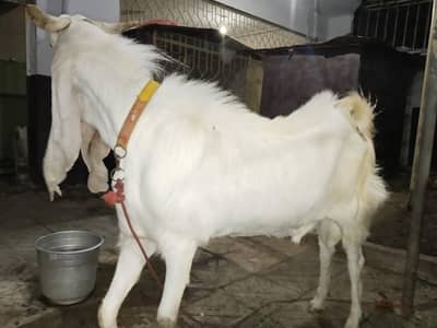 Andu Bakra 6 daant for qurbani/ breeder