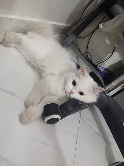 White Persian Cat (Male) 8 Months old.