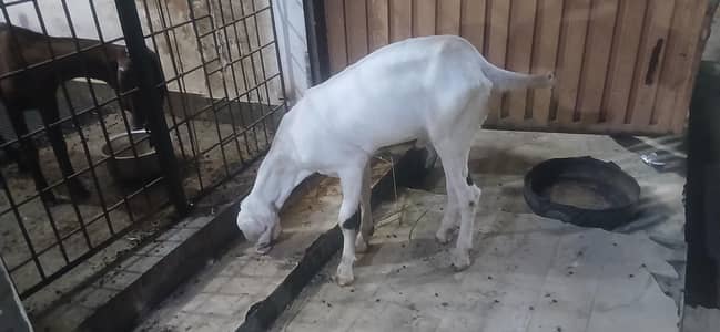 bakra for sale