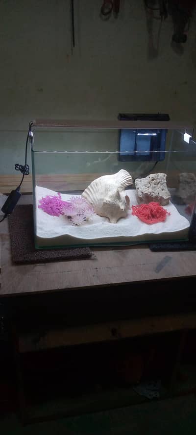 imported curved corner one glass aquarium