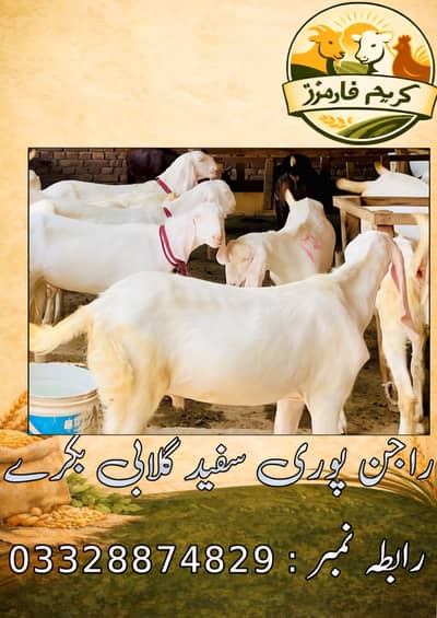 White gulabi pure Rajanpuri