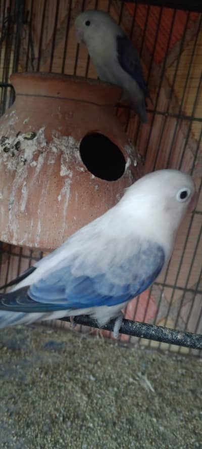 love birds bond pair