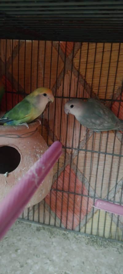 love birds mix