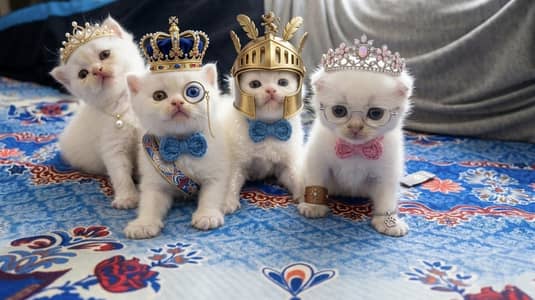 Cute healthy Persian kittens