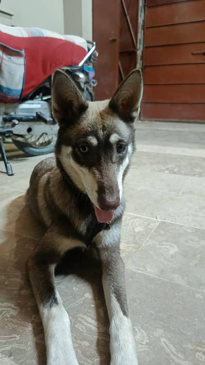 Brown husky Family Dog, both eye color Different