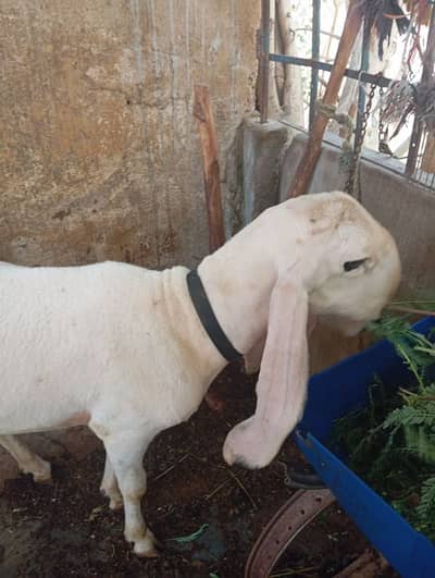 For Qurbani