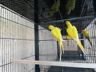 Ring neck, Rozilla, Blue Turqouise breeding Pairs