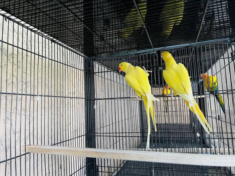 Big Birds breeding Setup 1