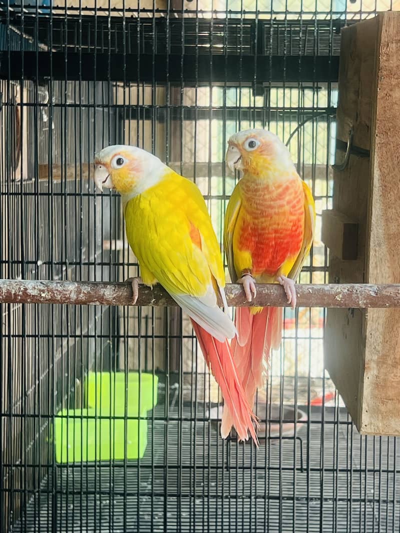 Big Birds breeding Setup 0