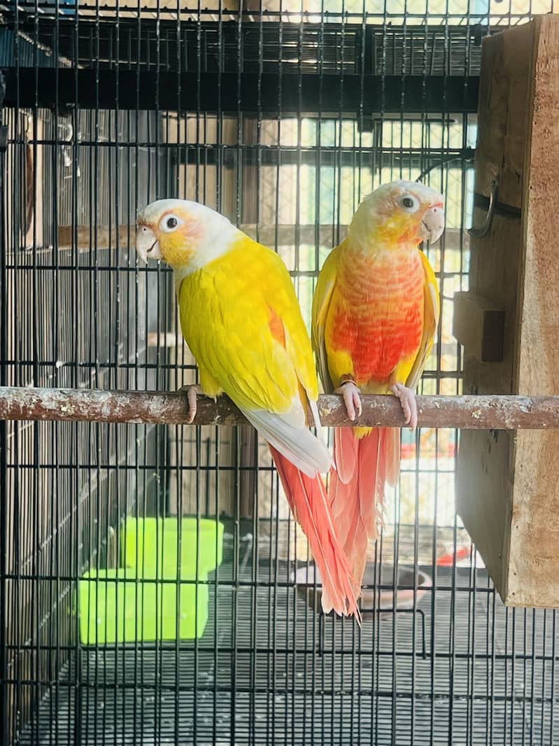 Big Birds breeding Setup 2