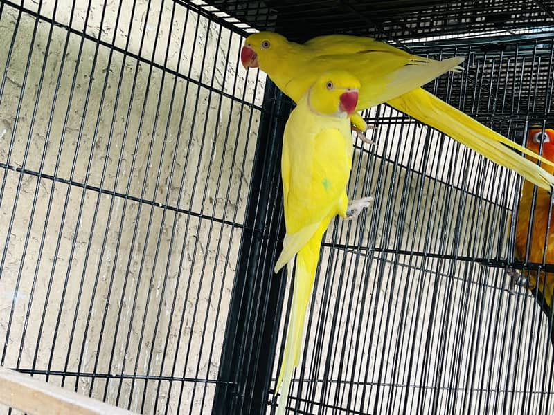 Big Birds breeding Setup 3