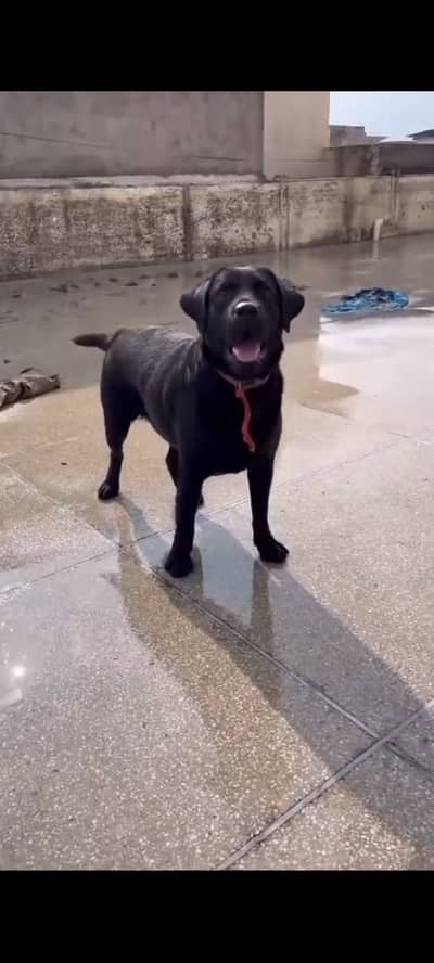 Urgent sale 1.5years