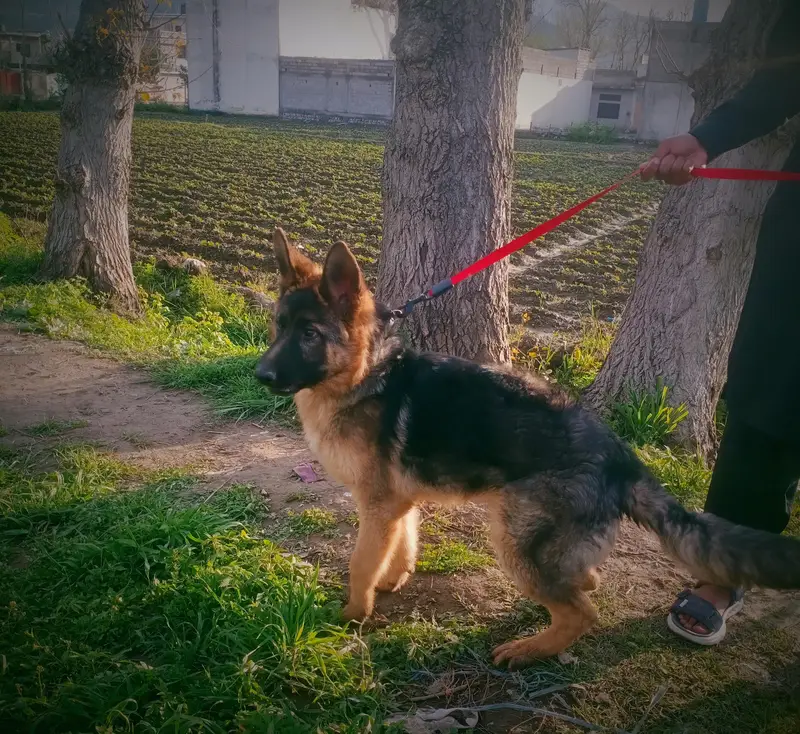 fully vaccinated  high quality — photo 3