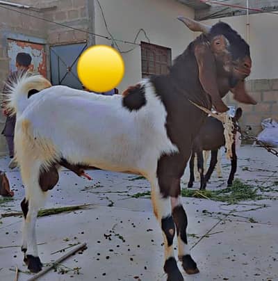 2 Danth Andoo Bakra for Qurbani 2026 for sale
