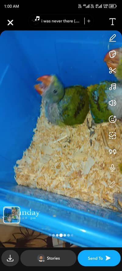 raw parrot baby local Karachi breed