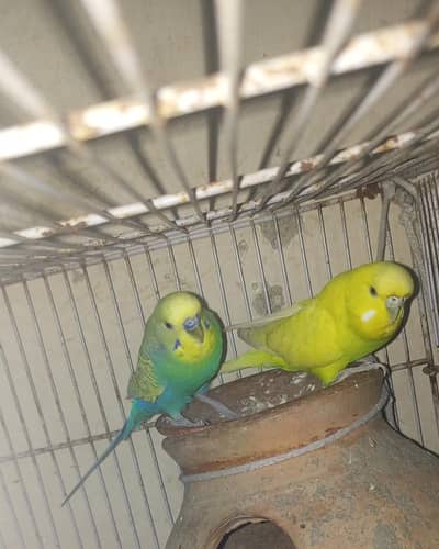 second breeding pair