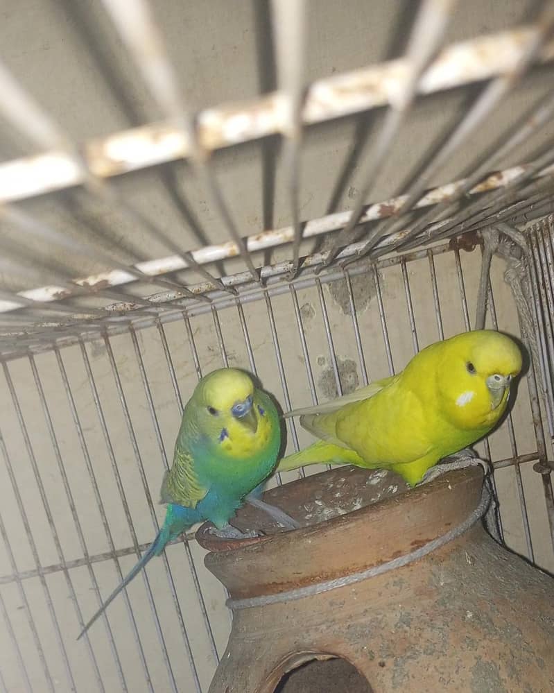 second breeding pair 0