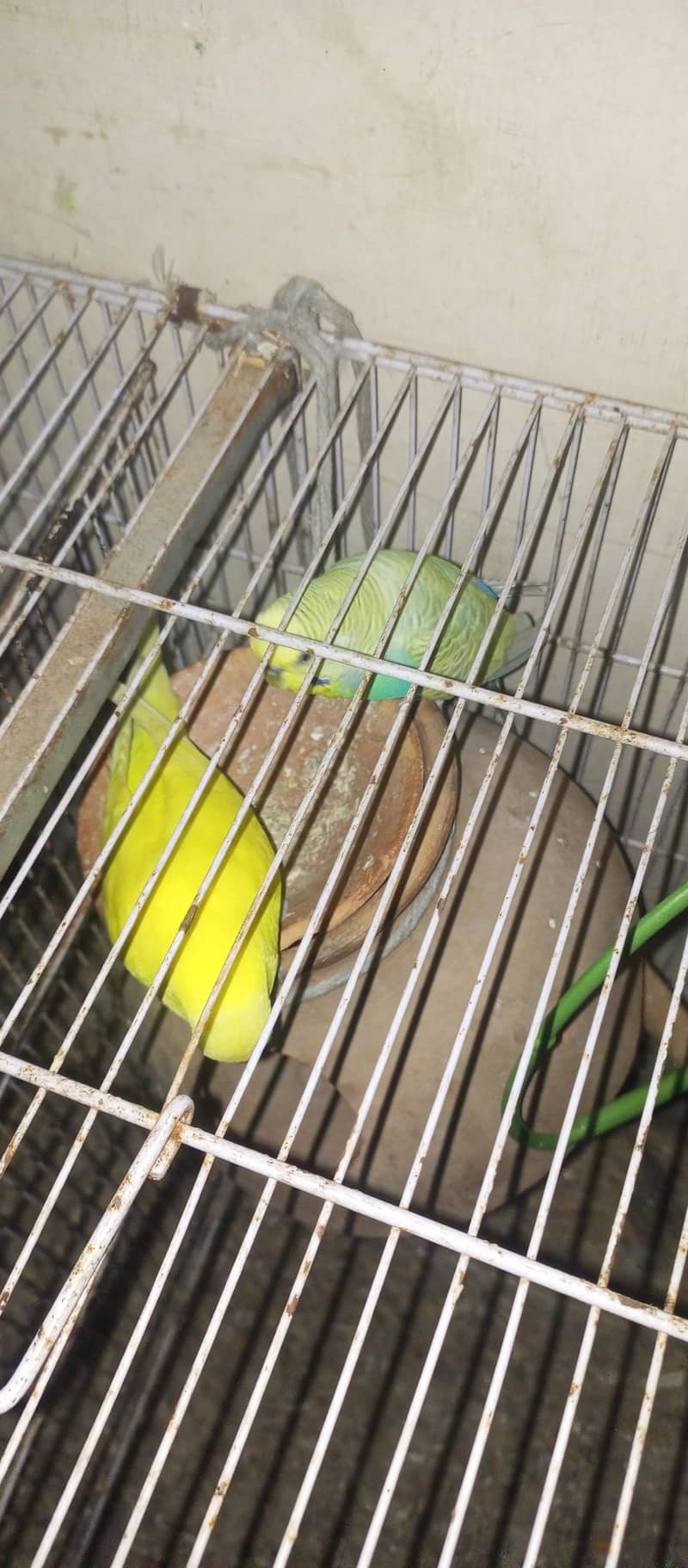 second breeding pair 1