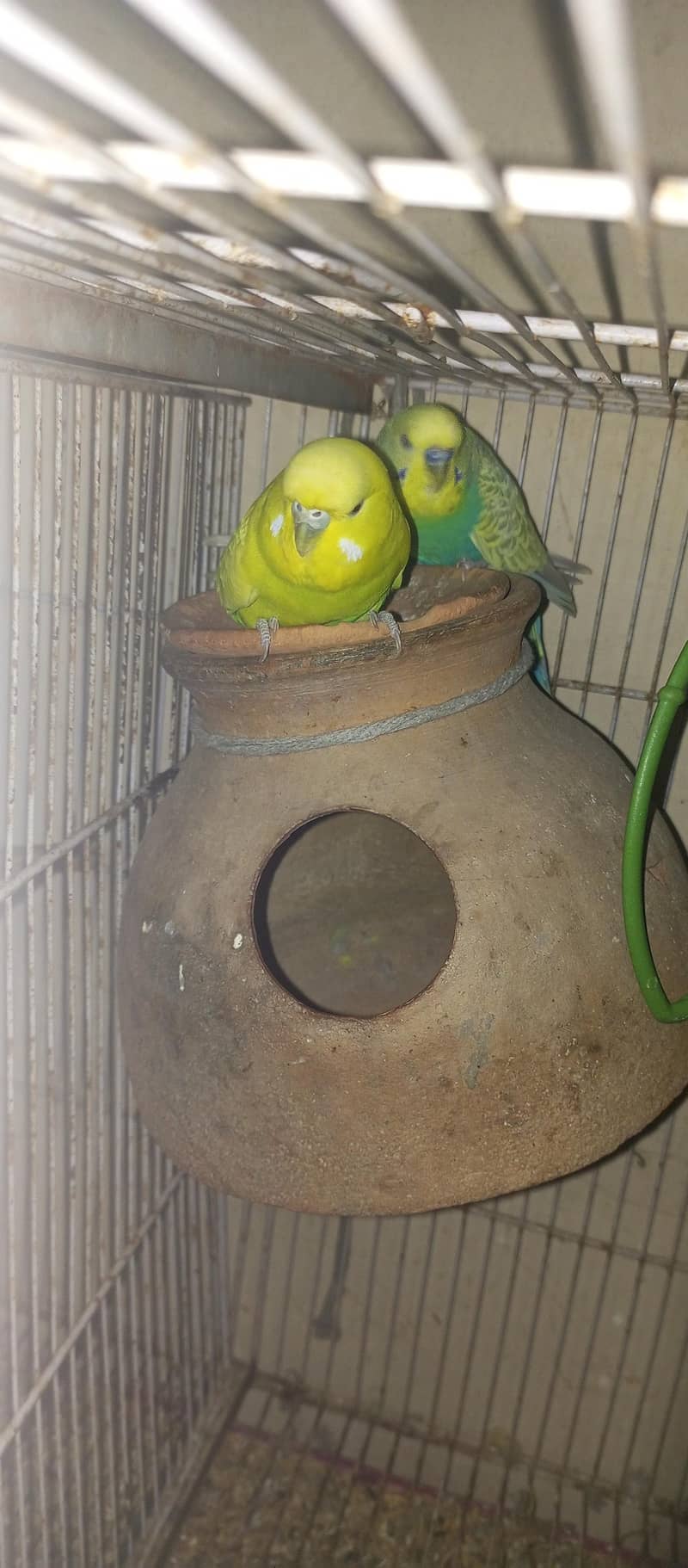 second breeding pair 2