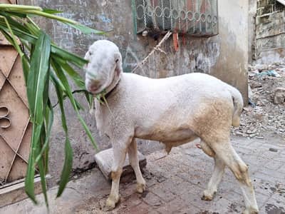 dumba for sale