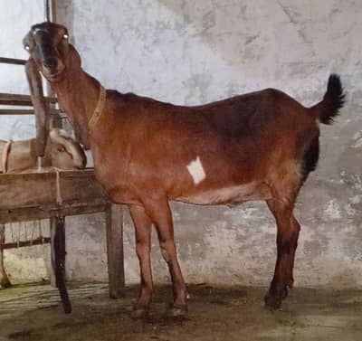 nagari bakri Gabbana