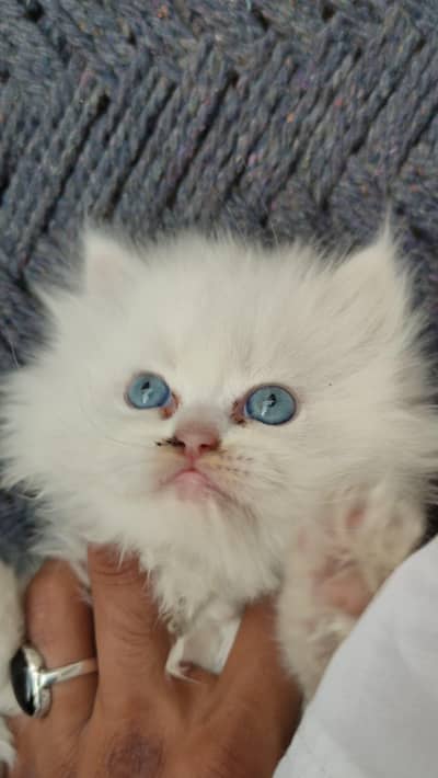 cats baby