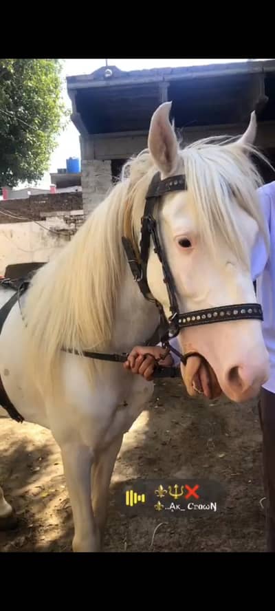 Nukra horse/ghora male for sale