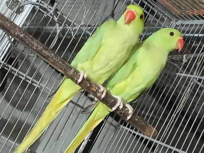 Ringneck Green Parrot