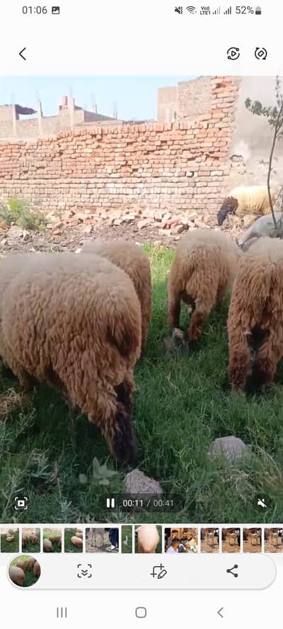 ( 12) SHEEPS ; 9 to 11 month sheep'ready for EID