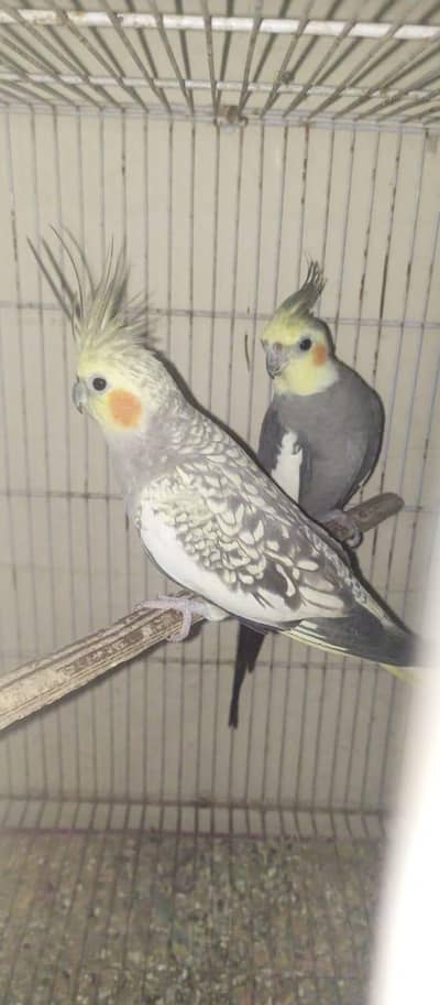 cocktail and budges