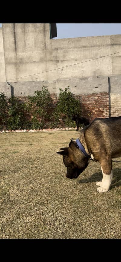 Akita on heat female up for sale
