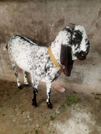 4 dant ki Bakri Hai full active
