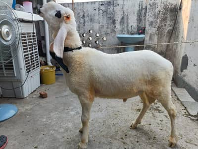 Kajla Dumba Qurbani 2026 | Ghar Ka Pala Hua | 10 Month
