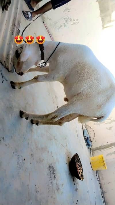 larkana cross sheep