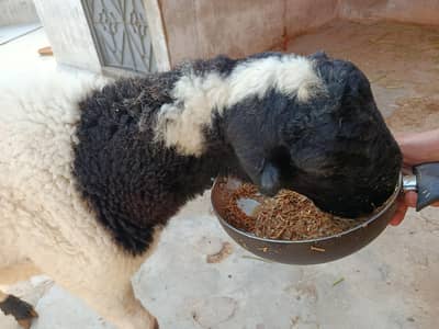 sheep