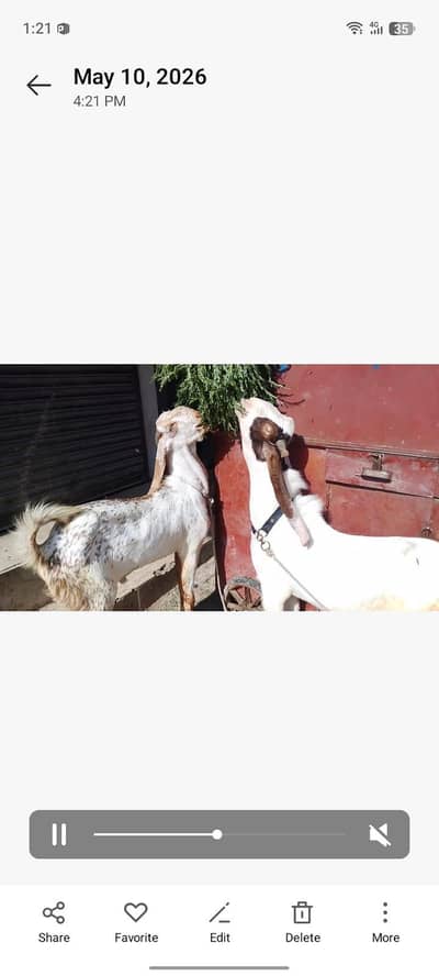 kamori or maakki chini 2 sell karna ha