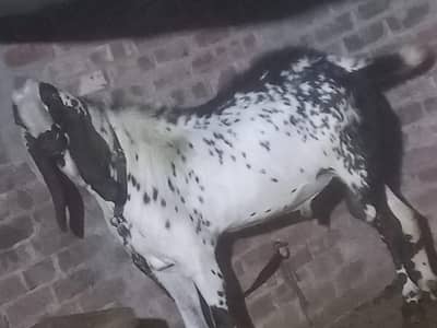 bakra for sale qurbani ke liya  bare size me ghar ka pala ha