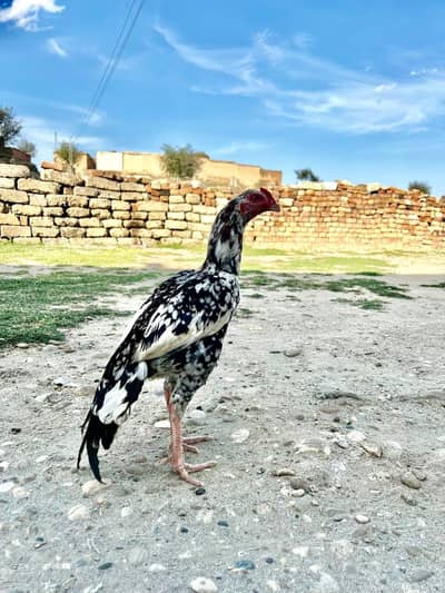 Aseel Mianwali