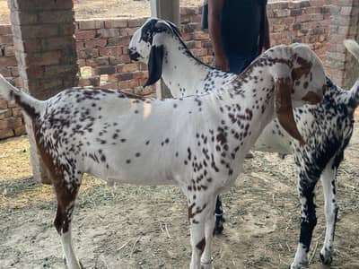 “Bakra / Goat For Sale – Azlan Goat Gallery”