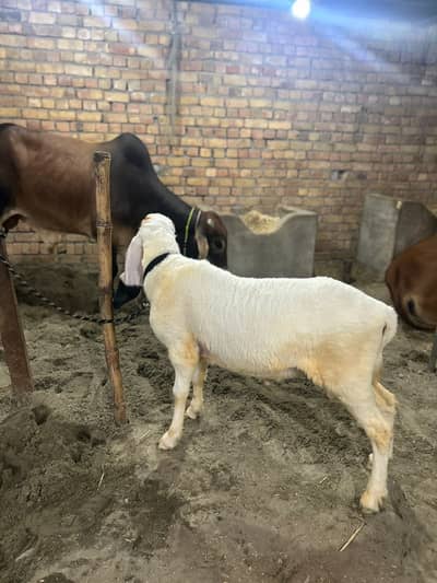 Kajla Dumba Qurbani 2026 | Ghar Ka Pala Hua | 10 Month