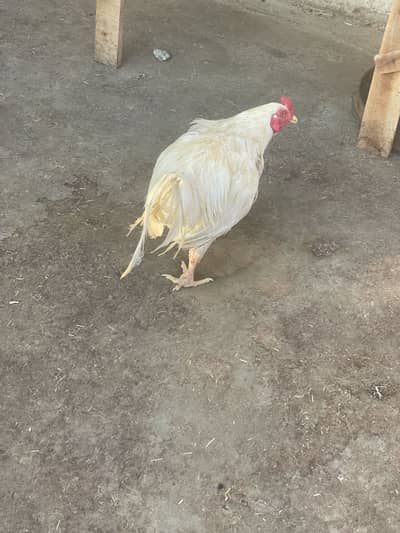 White murga lohman brown murga aseel patha heera murgi with chicks