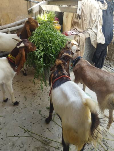 bakry 2 dat for sell