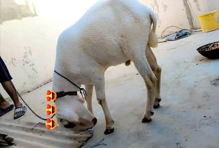 LARKANA CROSS SHEEP