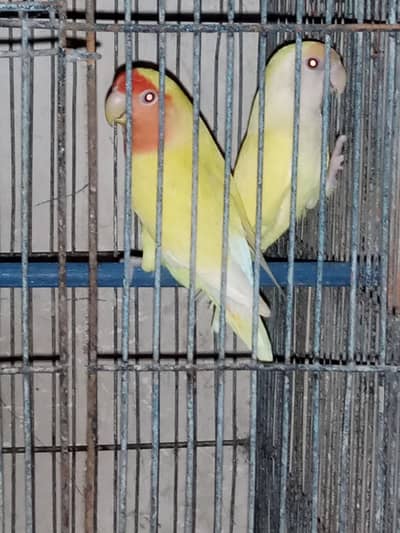 Lovebird Breeder Pair