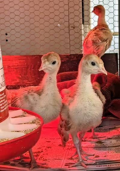 Turkey chicks ,bentum, polish, silky, golden puff