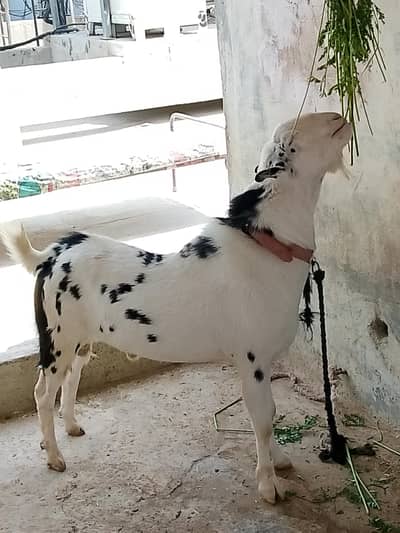 teddy bakra andho