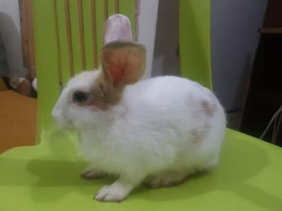 rabbits bunny