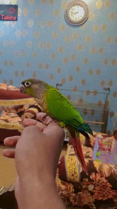 Green conure Hand tamed